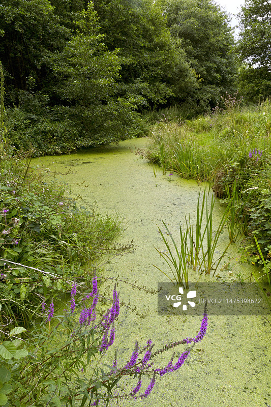 千屈菜和浮萍图片素材