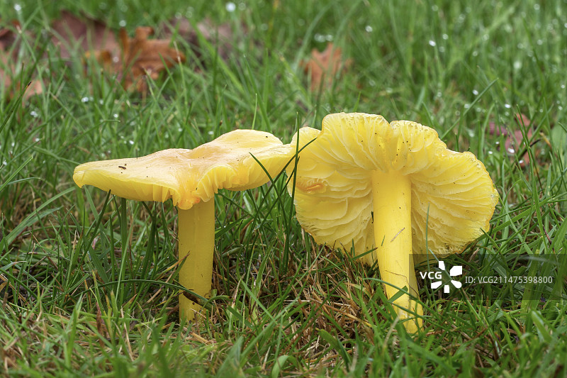 金蜡伞蘑菇图片素材