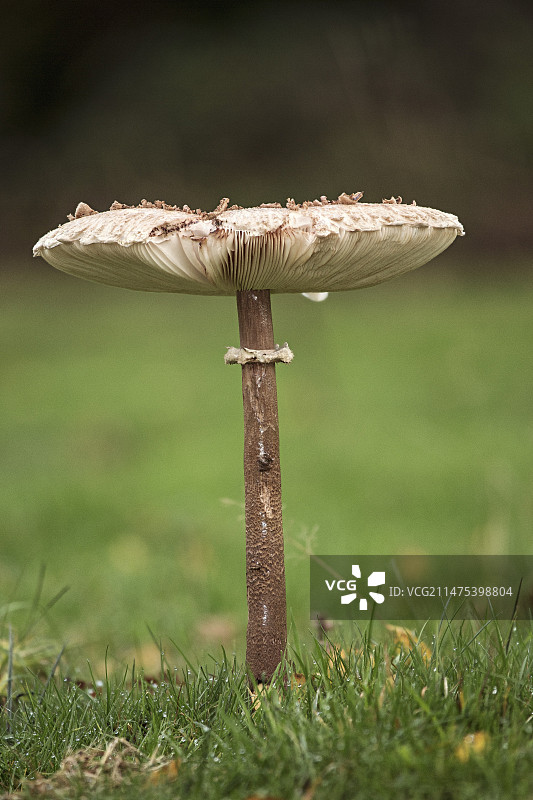 大环柄菇图片素材