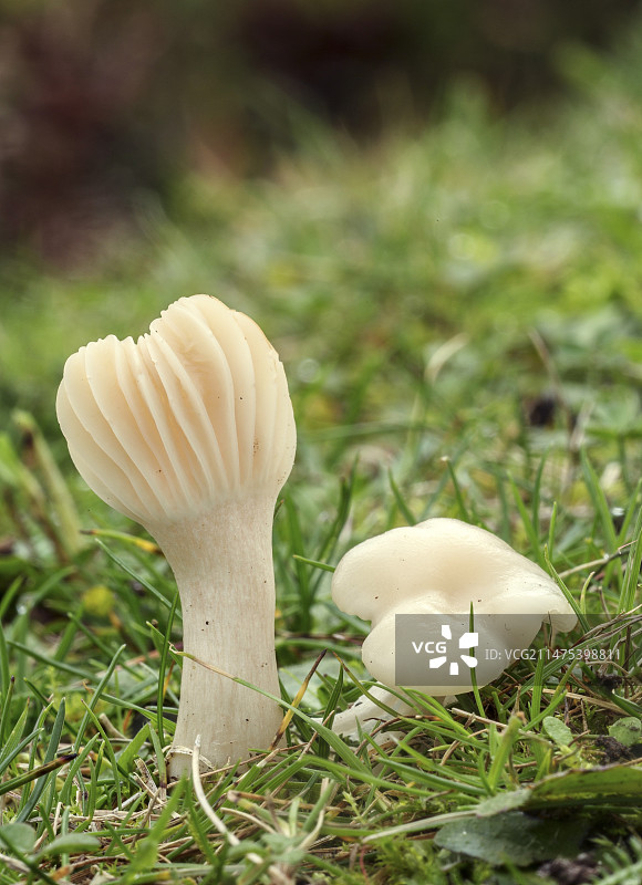 雪地蜡伞图片素材