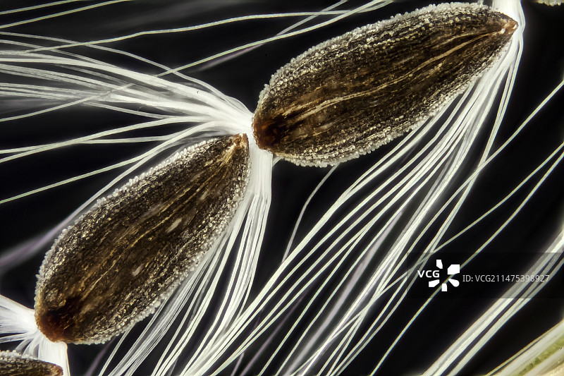 柳叶菜种子，LM图片素材