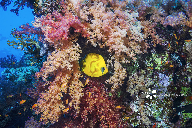 带有软珊瑚的面具蝶鱼图片素材