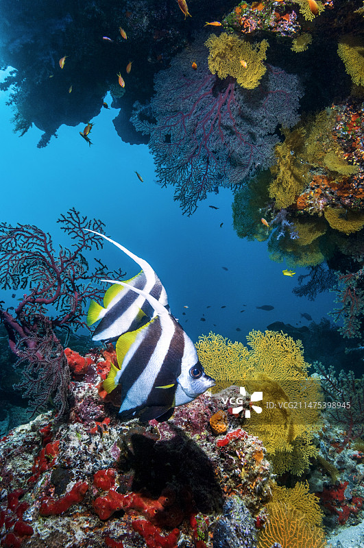 长鳍旗鱼图片素材