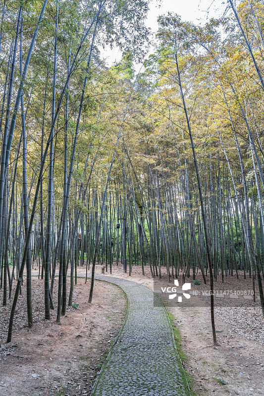 苏州虎丘山风景名胜区西溪环翠的篱门幽竹图片素材