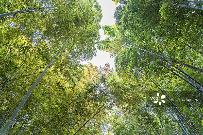 苏州虎丘山风景名胜区西溪环翠的篱门幽竹图片素材