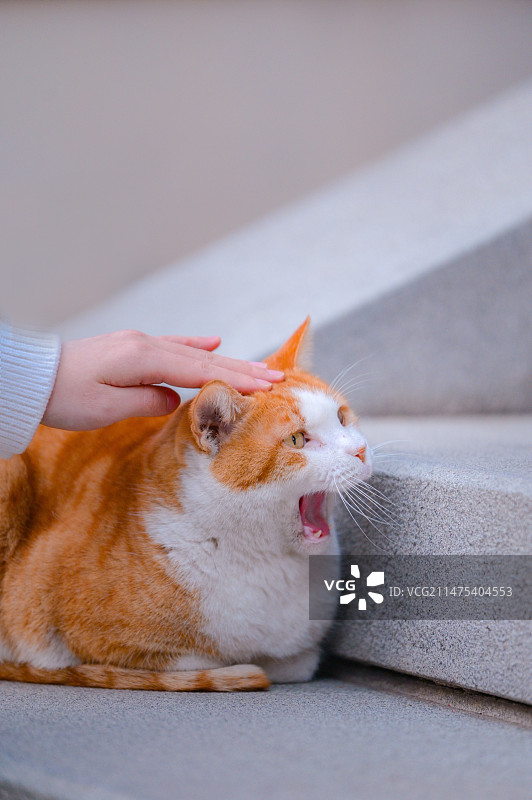 寺庙里的田园小流浪猫图片素材