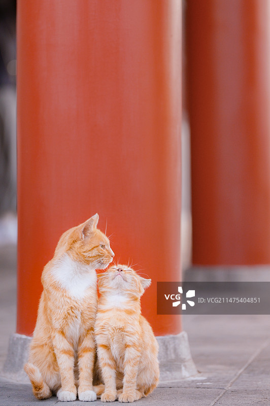 寺庙里的田园小流浪猫图片素材
