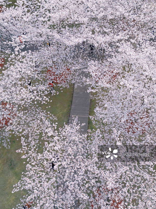 顾村公园俯瞰樱花图片素材