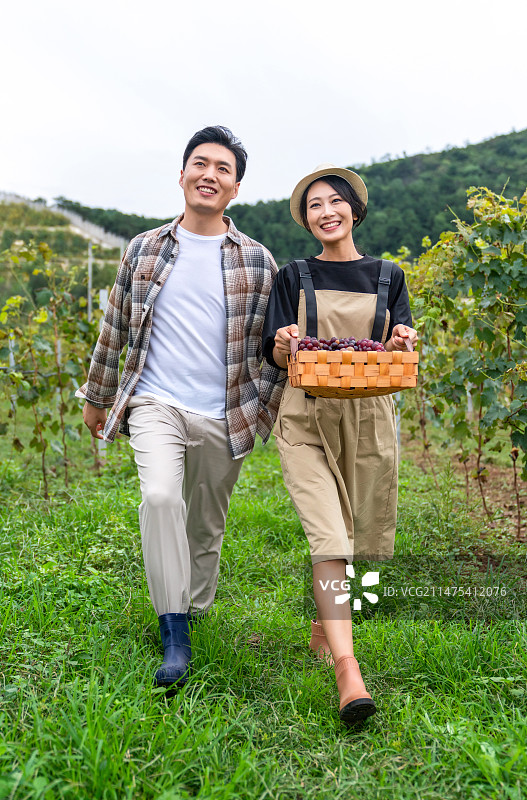 年轻夫妻在果园采摘葡萄图片素材