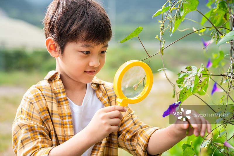 小男孩拿着放大镜观察植物图片素材