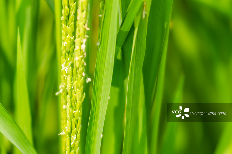 抽穗的水稻图片素材