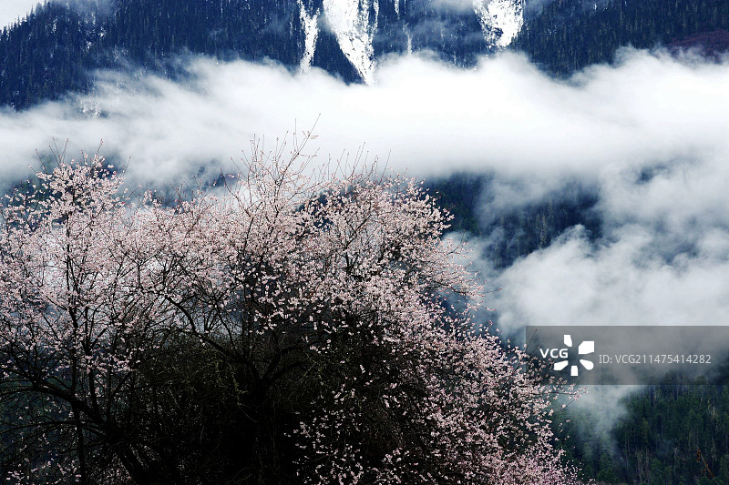 林芝桃花沟图片素材