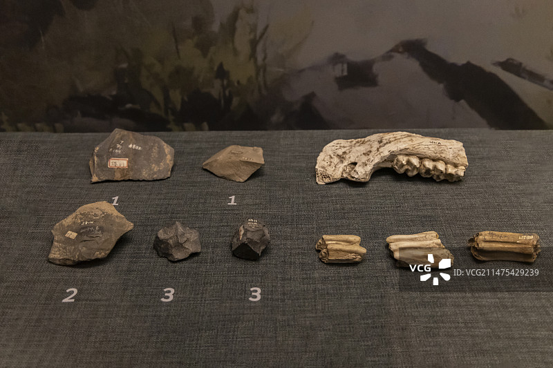 石片、尖状器、石器（标本）；貘下颌骨、德氏水牛齿、德氏水牛齿、马牙齿（化石）【山西襄汾丁村，旧石器】图片素材