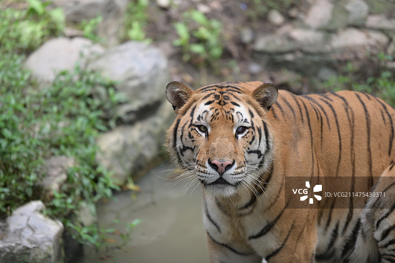 上海动物园秀恩爱的大老虎图片素材