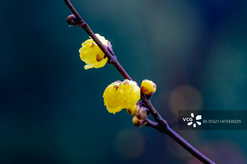 雨中腊梅图片素材