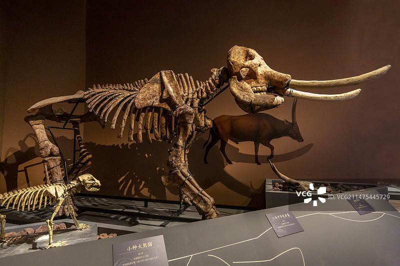 中国国家博物馆“中华大地百万年人类史”展：江南中华乳齿象【模型，安徽繁昌人字洞，早更新世早期】图片素材