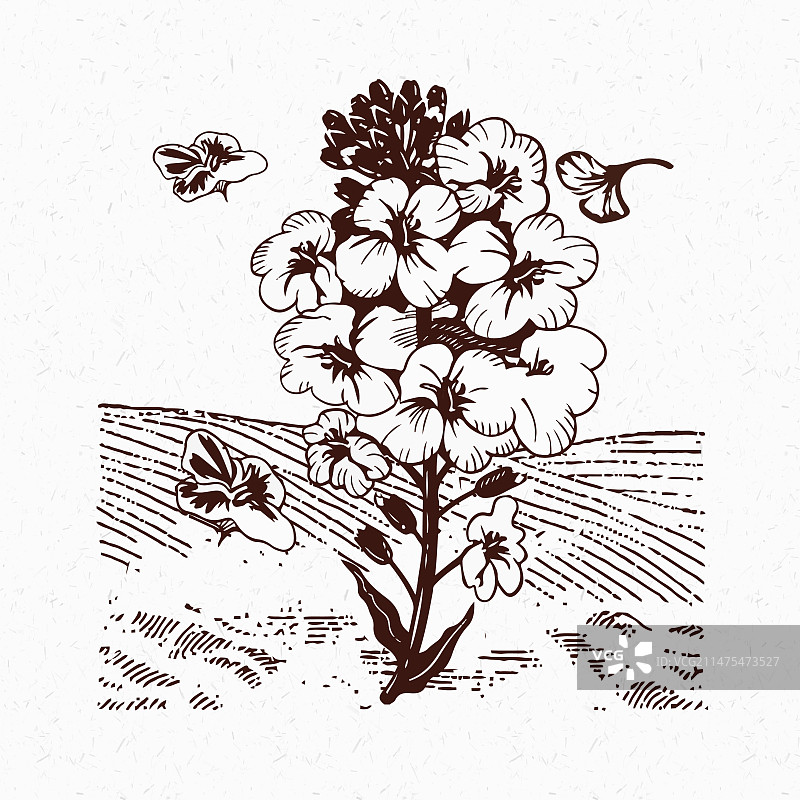 油菜花线描图片素材