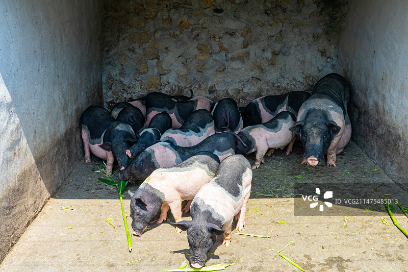 中国家畜牲口拍摄主题，猪圈里的粉色黑色的小猪，正在趴着睡觉，户外无人图像摄影图片素材