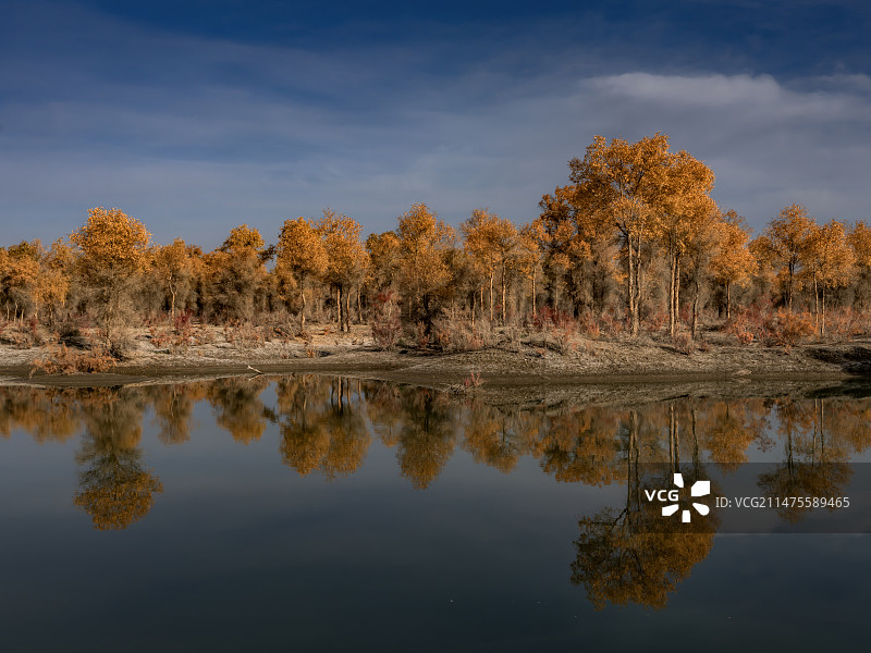 沙雅县塔里木河沿岸胡杨林图片素材