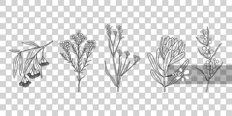 手绘澳大利亚本土花卉合集图片素材