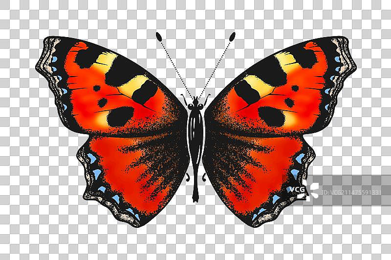 水彩蝴蝶素描EPS10图片素材