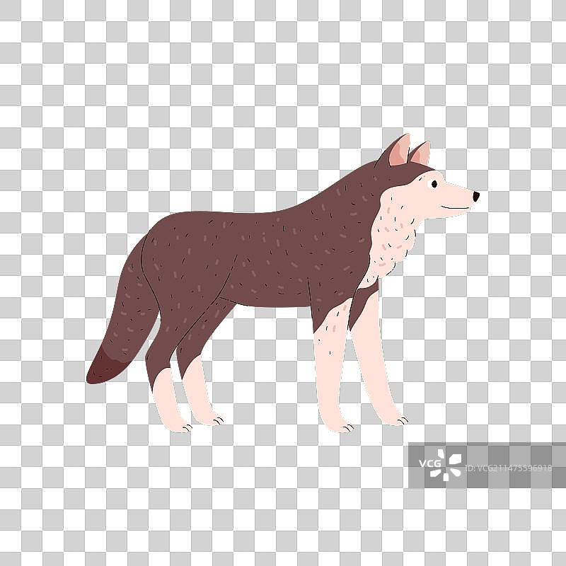 可爱的站立狼苔原动物侧视图（扁平风格）图片素材