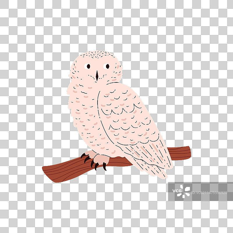 白色羽毛北极猫头鹰图片素材