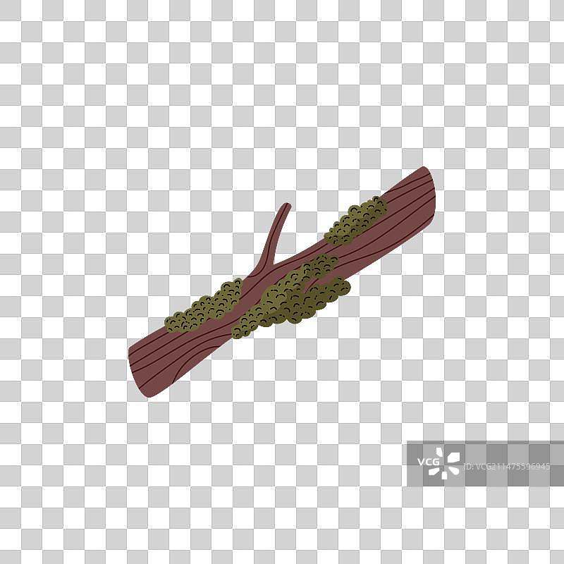 北方森林或冻原地带长满苔藓的树枝图片素材