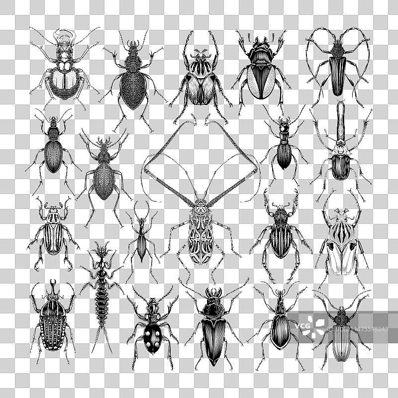 甲虫动物图片素材