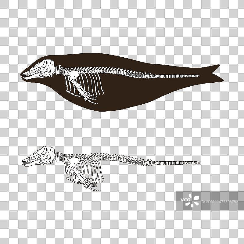 雌性独角鲸骨骼图片素材