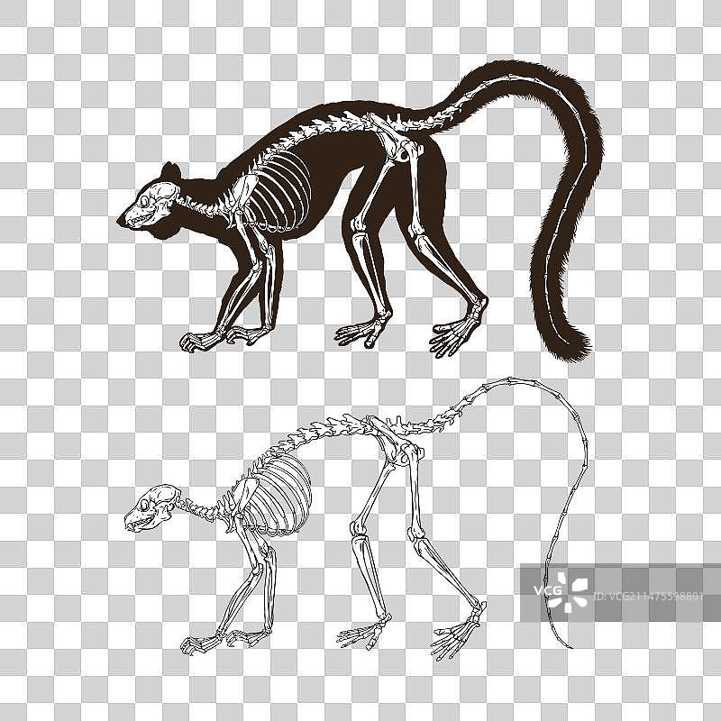 环尾狐猴骨骼图片素材