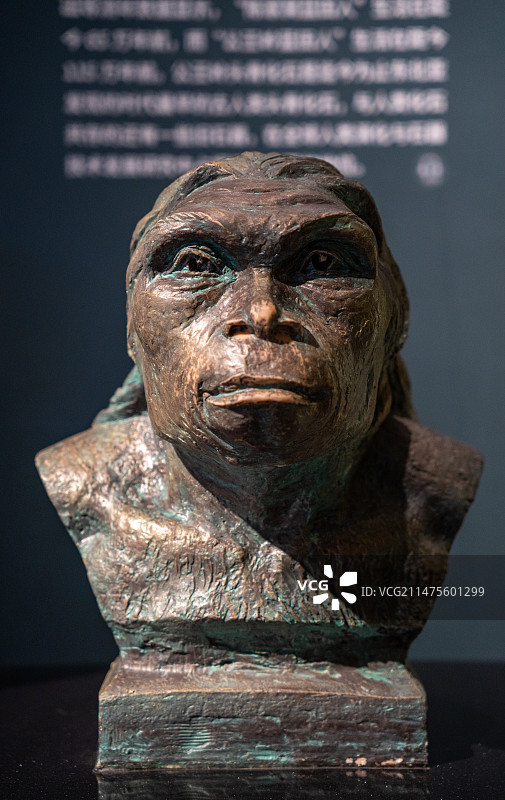 蓝田人胸像图片素材