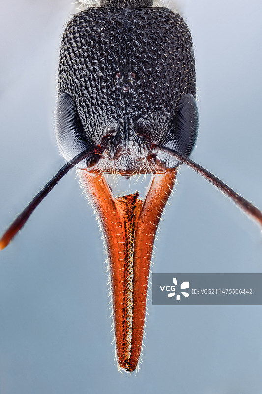 猎镰猛蚁头部特写图片素材