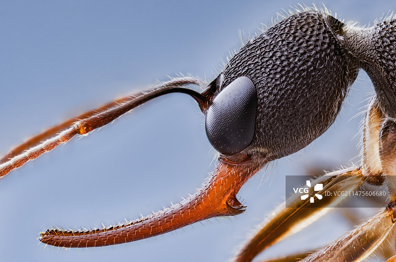 猎镰猛蚁头部特写图片素材