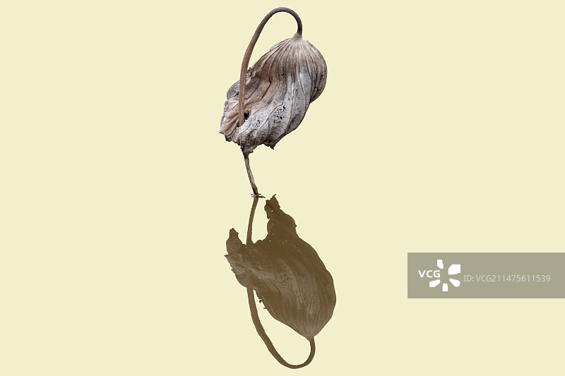 残荷如鹤图片素材