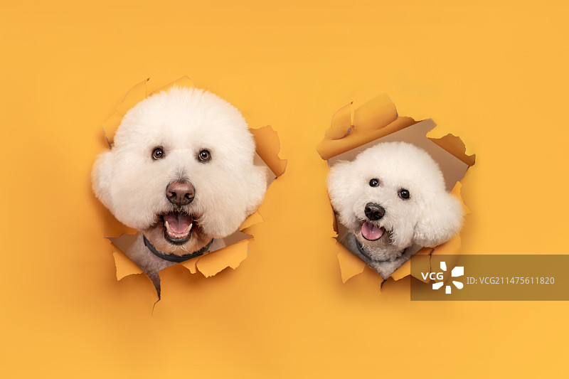 黄色背景下的巨贵犬图片素材