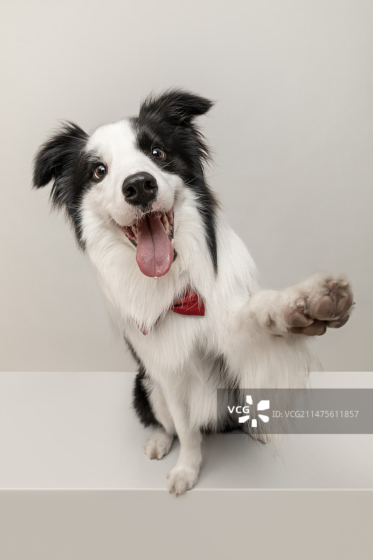 边境牧羊犬图片素材