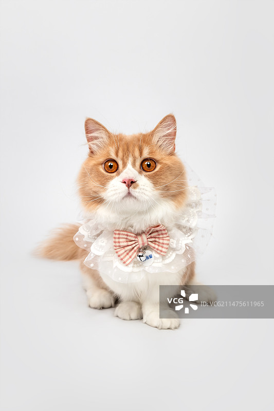 白色背景下小猫的肖像图片素材