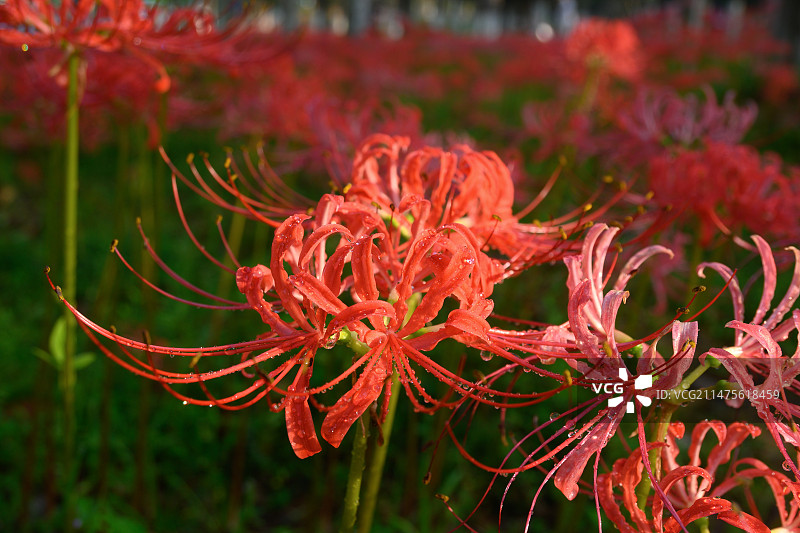 彼岸花曼珠沙华花海图片素材