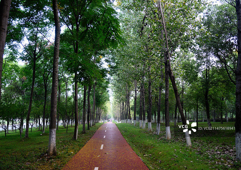 公园林荫大道图片素材