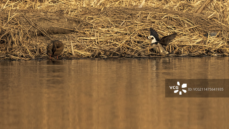 北京温榆河出现非常罕见的冬候鸟--长尾鸭图片素材
