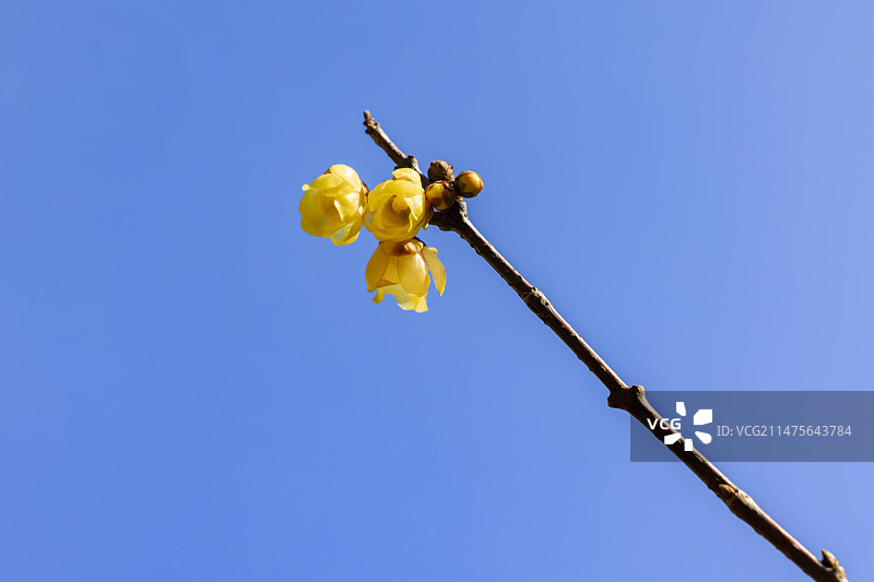 大寒之日 蜡梅飘香图片素材