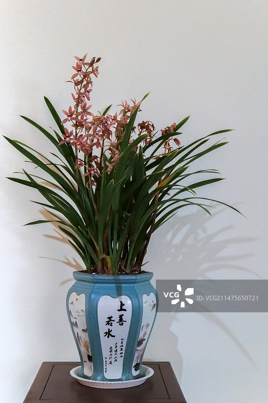 墨兰盆栽图片素材