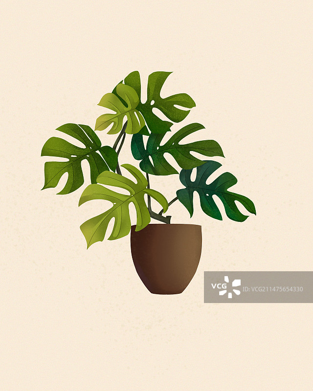 龟背竹手绘插画图片素材