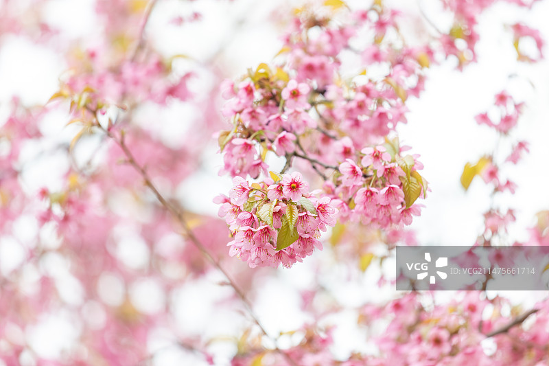 冬樱花图片素材