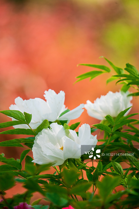 盛开的洛阳牡丹图片素材