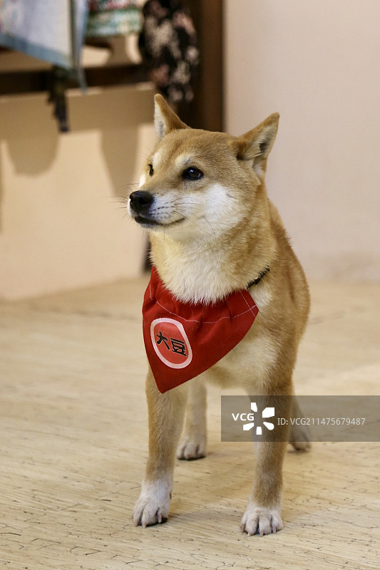 豆柴时光图片素材