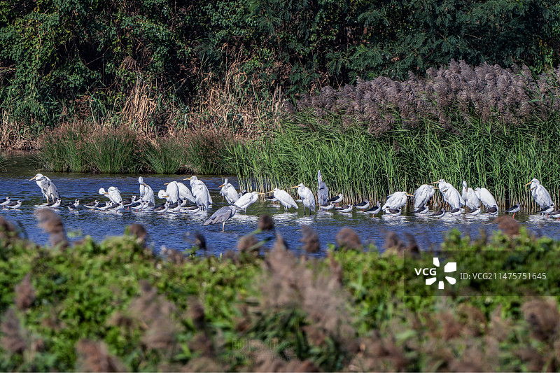 珠海淇澳岛红树林保护区白鹭图片素材