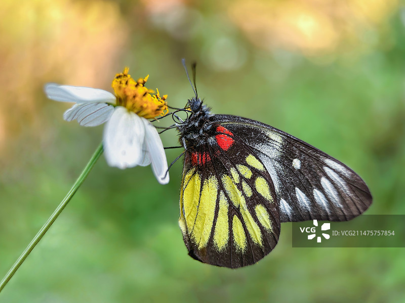 夕阳余晖中的报喜斑粉蝶图片素材