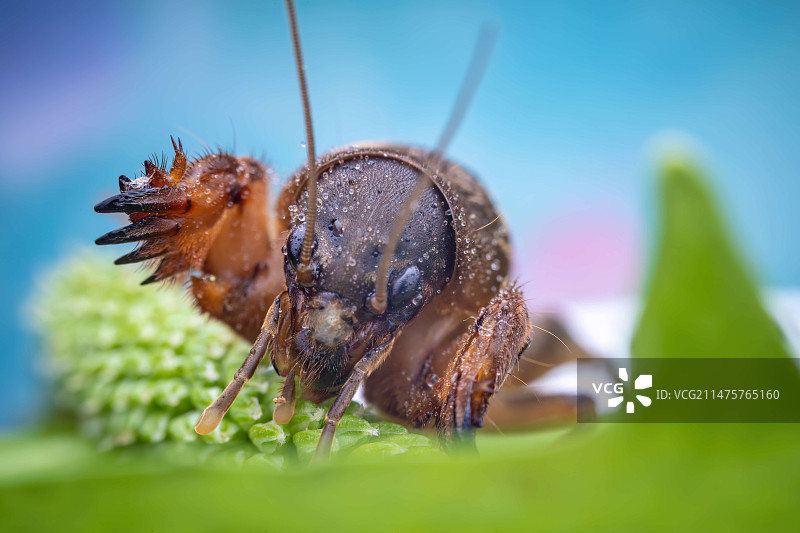 蝲蝲蛄图片素材